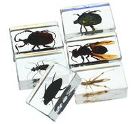 6 Pièces Spécimen D’insecte en Résine et Enseignement Scientifique | Résine Transparente, Visualisation Anatomique, Presse-papiers de Bureau, Décor pour t Cabinet