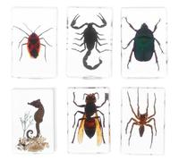 6 Pièces Spécimen D’insecte en Résine, Objet de Collection ’étude