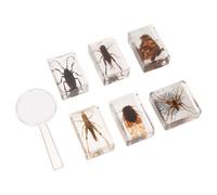 6 Pièces Spécimen D’insecte Résine, Presse-papier Éducatif pour | Préservation Solide, Support Visuel des Concepts, Présentation Polyvalente, Outil Pédagogique pour Cours, Bureau