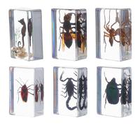 6 Pièces Spécimen D’insectes en Résine pour Science et Collection