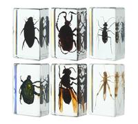 6 Pièces Spécimen D’insectes en Résine Transparent pour Collection