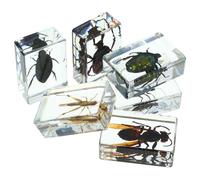 6 Pièces Spécimen D'insecte en Résine pour Apprentissage | Différents Styles, Prêt à Exposer sur Bureau ou Étagère, pour Élèves, Collectionneurs et Salons Scientifiques