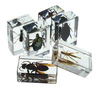 6 Pièces Spécimen Insecte en Résine Transparent, Collection