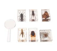 6 Pièces Spécimens D’insectes en Résine, Collection Pédagogique | Usage Éducatif, Présentation Polyvalente, Renfort Visuel des Concepts, Maintien des Notes en Place
