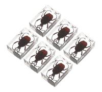 6 Pièces Spécimens D’insectes en Résine Faits Main | Art Décoratif, Usage Maison et Bureau, Collection Pédagogique, Pièces Artisanales en Résine