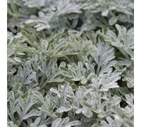 6 x Absinthe argentée à feuilles de fourche - Artemisia stelleriana 'Boughton Silver' - pot 9cm x 9cm