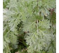 6 x absinthe - artemisia absinthium - godet 9x9 cm