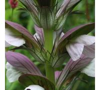 6 x acanthe de hongrie - acanthus 'hollande du nord' - godet 9x9 cm