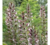 6 x acanthe de hongrie - acanthus hungaricus 'white lips' - godet 9x9 cm