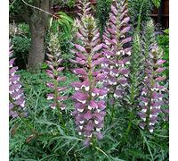 6 x Acanthe épineuse - Acanthus Spinosus - Godet 9x9 cm - Feuilles épineuses, floraison impressionnante