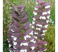 6 x acanthe mollis - acanthus mollis 'albiflorus' - godet 9x9 cm