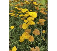6 x Achillea 'Coronation Gold' - Achillée millefeuille en pot 9 x 9 cm