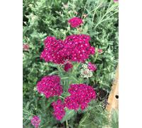 6 x Achillea millefolium 'Pomegranate' - Achillée millefeuille en pot 9 x 9 cm