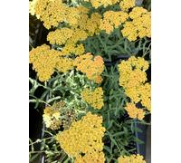 6 x Achillea 'Terracotta' - Achillée millefeuille en pot 9 x 9 cm