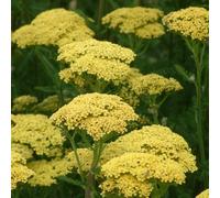6 x achillée - achillea 'credo' - godet 9x9 cm