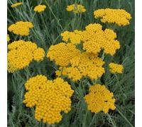 6 x achillée - achillea filipendulina 'cloth of gold' - godet 9x9 cm