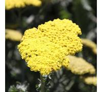 6 x achillée - achillea 'moonshine' - godet 9x9 cm