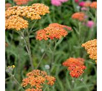 6 x achillée - achillea 'terra cotta' - godet 9x9 cm