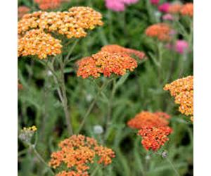 6 x achillée - achillea 'terra cotta' - godet 9x9 cm