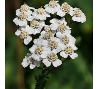 6 x achillée millefeuille - achillea millefolium - godet 9x9 cm