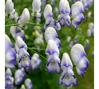 6 x aconit - aconitum cammarum 'bicolor' - godet 9x9 cm
