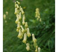 6 x Aconitum du Nord - Aconitum septentrional 'Ivorine' - pot 9cm x 9cm