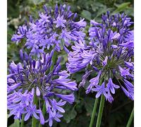6 x Agapanthe 'Blue Triumphator' - Agastache - Godet 9x9 cm - Fleurs bleues en ombelles, estivales