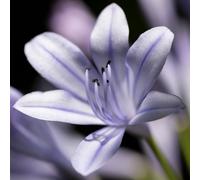 6 x Agapanthus 'Silberpfeil' - Agapanthus 'Flèche d'argent' - pot 9cm x 9cm