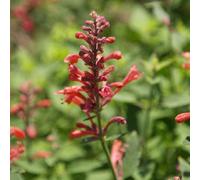 6 x agastache à odeur de fenouil - agastache hybride 'kudos red' - godet 9x9 cm