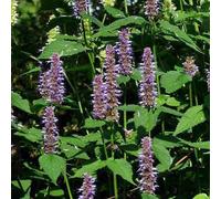 6 x agastache 'blue fortune' - godet 9x9 cm