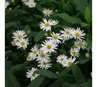 6 x Ageratum Aster - Aster 'Ashvi' - Pot 9cm x 9cm