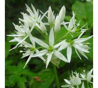6 x Ail des blaireaux - Allium ursinum - Pot 9cm x 9cm