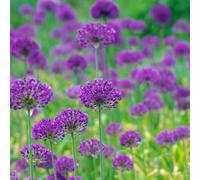 6 x ail d'ornement - allium 'purple sensation' - godet 9x9 cm