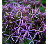 6 x ail d'ornement christophii - allium christophii - godet 9x9 cm