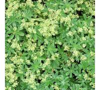 6 x alchémille des alpes - alchemilla alpina - godet 9x9 cm
