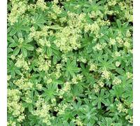 6 x alchémille des alpes - alchemilla alpina - godet 9x9 cm