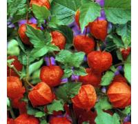 6 x amour en cage franchetii - physalis alkekengi franchetii - godet 9x9 cm