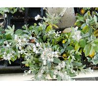 6 x Anaphalis Triplinervis - Edelweiss de Sibérie en pot de 9x9 cm