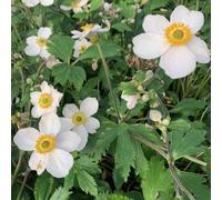6 x anémone du japon - anemone 'elfin swan' - godet 9x9 cm