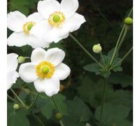 6 x anémone du japon - anemone 'honorine jobert' - godet 9x9 cm