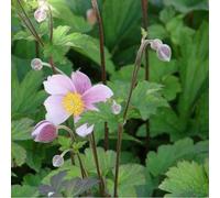 6 x anémone du japon - anemone hupehensis 'september charm' - godet 9x9 cm