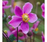 6 x anémone du japon - anemone hupehensis 'splendens' - godet 9x9 cm