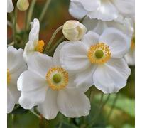 6 x anémone du japon - anemone hybrida 'andrea atkinson' - godet 9x9 cm