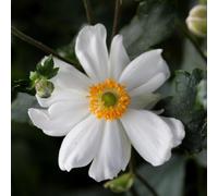 6 x anémone du japon - anemone hybrida 'snow angel' - godet 9x9 cm