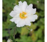 6 x anémone du japon - anemone hybrida 'whirlwind' - godet 9x9 cm