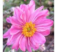 6 x anémone du japon - anemone hybride 'pamina' - godet 9x9 cm