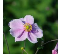 6 x anémone du japon - anemone 'konigin charlotte' - godet 9x9 cm