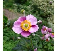 6 x anémone du japon - anemone tomentosa 'robustissima' - godet 9x9 cm
