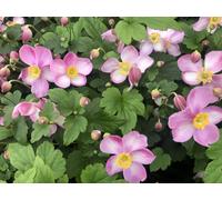 6 x Anemone hupehensis 'Jasmine' - Anémone en pot 9 x 9 cm