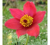 6 x anémone pulsatile - pulsatilla vulgaris 'rode klokke' - godet 9x9 cm
